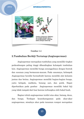 SPERMATOPHYTA
13
[2014]
Gambar 1.4
2.Tumbuhan Berbiji Tertutup (Angiospermae)
Angiospermae merupakan tumbuhan yang memiliki tingkat
perkembangan paling tinggi dibandingkan kelompok tumbuhan
lain. Angiospermae memiliki bunga sesungguhnya dengan bentuk
dan susunan yang bermacam-macam. Pada umumnya, kelompok
Angiospermae bersifat hermafrodit karena memiliki alat kelamin
jantan dan betina. Angiospermae memiliki bagian-bagian bunga,
yaitu kelopak, mahkota, benang sari, dan putik. Dapat
diperhatikan pada gambar Angiospermae memiliki bakal biji
yang tidak tampak dari luar karena terbungkus oleh bakal buah.
Bagian tubuh angiospermae terdiri atas akar, batang, daun,
dan bunga. Terdapat keanekaragaman pada akar-akar
angiospermae, misalnya akar pada tanaman rumput merupakan
 