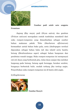 SPERMATOPHYTA
18
Jan. 1[2014]
Gambar padi salah satu anggota
Graminae
Jagung (Zay mays), padi (Oryza sativa), dan gandum
(Tritium sativum) merupakan contoh tumbuhan monokotil dari
suku rumput-rumputan yang dimanfaatkan sebagai sumber
bahan makanan pokok. Tebu (Saccharum officinarum)
bermanfaat untuk bahan baku gula, serta (Andropagon nordus)
digunakan sebagai bahan baku tali dan tekstil serta bambu
betung (Dendrocalamus asper) sebagai bahan bangunan dan
perabotan rumah tangga. Suku rumput-rumputan ini mempunyai
ciri-ciri daun yang berbentuk pita, tulan daun sejajar dan melekat
langsung pada batang, batang agak berongga, berakar serabut,
bunganya berbentuk bulir, mudah terbang jika tertiup angin.
Penyerbukan suku rumput-rumputan ini di bantu oleh angin.
b) Zingiberaceae
Gambar Kunyit
 