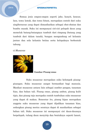 SPERMATOPHYTA
19
[2014]
Semua jenis empon-empon seperti jahe, kunyit, kencur,
laos, temu lawak, dan temu hitam, merupakan contoh dari suku
zingiberaceae yang dapat dimanfaatkan sebagai obat-obatan dan
bumbu masak. Suku ini mempunyai ciri-ciri pelepah daun yang
memeluk batang-batangnya tumbuh dari rimpang (batang yang
tumbuh dari dalam tanah), bungan mengandung sel kelamin
jantan dan sela kelamin betina serta kelopaknya berbentuk
tabung.
c) Musaceae
Gambar Pisang emas
Suku musaceae merupakan suku kelompok pisang-
pisangan. Suku musaceae sangat bermanfaat bagi manusia.
Manfaat musaceae antara lain sebagai sumber pangan, tanaman
hias, dan bahan tali. Pisang emas, pisang ambon, pisang kulit
tipis, dan pisang raja merupaka contoh tumbuhan suku musaceae
yang dapat di makan. Sementar itu, pisang kipas merupakan
anggota suku musaceae yang dapat dijadikan tanaman hias,
sedangkan pisang merica seratnya dapat di manfaatkan sebagai
bahan tali. Suku musaceae ini mempunyai ciri daun-daunnya
berpelepah, tulang daun menyirip dan bentuknya seperti lancet,
 