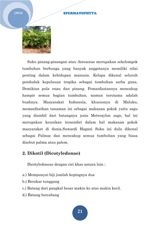 SPERMATOPHYTA
21
[2014]
Suku pinang-pinangan atau Arecaceae merupakan sekelompok
tumbuhan berbunga yang banyak anggotanya memiliki nilai
penting dalam kehidupan manusia. Kelapa dikenal seluruh
penduduk kepulauan tropika sebagai tumbuhan serba guna.
Demikian pula enau dan pinang. Pemanfaatannya mencakup
hampir semua bagian tumbuhan, namun terutama adalah
buahnya. Masyarakat Indonesia, khususnya di Maluku,
memanfaatkan tanaman ini sebagai makanan pokok yaitu sagu
yang diambil dari batangnya jenis Metroxylon sago, hal ini
merupakan keunikan tersendiri dalam hal makanan pokok
masyarakat di dunia.Suwardi Hagani Suku ini dulu dikenal
sebagai Palmae dan mencakup semua tumbuhan yang biasa
disebut palma atau palem.
2. Dikotil (Dicotyledonae)
Dicotyledoneae dengan ciri khas antara lain :
a.) Mempunyai biji jumlah kepingnya dua
b.) Berakar tunggang
c.) Batang dari pangkal besar makin ke atas makin kecil.
d.) Batang bercabang
 
