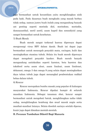 SPERMATOPHYTA
30
Jan. 1[2014]
juga bermanfaat untuk kecantikan yaitu menghilangkan sisik
pada kaki. Pada dasarnya buah mengkudu yang masak berbau
tidak sedap, namun justru buah itulah yang mengandung banyak
zat penting seperti morinda diol, morindone, morindin,
damnacanthal, metil asetil, asam kapril dan sorandiyiol yang
sangat bermanfaat untuk kesehatan.
7) Buah Merah
Buah merah sangat terkenal karena dipercaya dapat
mengurangi virus HIV dalam darah. Buah ini dapat juga
bermanfaat untuk mencegah penyakit mata, cacingan, kulit dan
meningkatkan stamina tubuh. Selain itu buah merah dipercaya
dapat mengobati penyakit kanker. Buah merah banyak
mengandung antioksidan seperti karoten, beta haroten dan
tokoferol serta asam oleat, asam linoleat, asam linolenat,
dekanoat, omega 3 dan omega 9 yang selain dapat meningkatkan
daya tahan tubuh juga dapat menangkal pembentukan radikal
bebas dalam tubuh.
8) Kencur
Kencur merupakan bumbu masak yang popular di kalangan
masyarakat Indonesia. Kencur dipakai hampir di seluruh
masakan Indonesia. Sebagai tanaman obat, kencur sangat
bermanfaat untuk mengobati batuk, menghilangkan nafas tidak
sedap, menghilangkan kembung dan mual masuk angin serta
manfaat-manfaat lainnya. Selain diseduh sarinya setelah diperas,
kunir juga dapat dimakan mentah-mentah.
B. Peranan Tumbuhan Dikotil Bagi Manusia
 