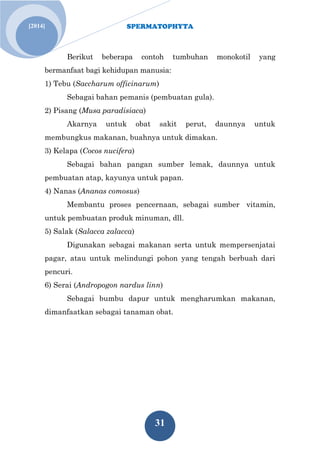 SPERMATOPHYTA
31
[2014]
Berikut beberapa contoh tumbuhan monokotil yang
bermanfaat bagi kehidupan manusia:
1) Tebu (Saccharum officinarum)
Sebagai bahan pemanis (pembuatan gula).
2) Pisang (Musa paradisiaca)
Akarnya untuk obat sakit perut, daunnya untuk
membungkus makanan, buahnya untuk dimakan.
3) Kelapa (Cocos nucifera)
Sebagai bahan pangan sumber lemak, daunnya untuk
pembuatan atap, kayunya untuk papan.
4) Nanas (Ananas comosus)
Membantu proses pencernaan, sebagai sumber vitamin,
untuk pembuatan produk minuman, dll.
5) Salak (Salacca zalacca)
Digunakan sebagai makanan serta untuk mempersenjatai
pagar, atau untuk melindungi pohon yang tengah berbuah dari
pencuri.
6) Serai (Andropogon nardus linn)
Sebagai bumbu dapur untuk mengharumkan makanan,
dimanfaatkan sebagai tanaman obat.
 