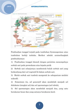 SPERMATOPHYTA
7
[2014]
Pembuahan tunggal terjadi pada tumbuhan Gymnospermae atau
tumbuhan berbiji terbuka. Berikut adalah urutan/langkah
pembuahannya:
1) Pembuahan tunggal diawali dengan peristiwa menempelnya
serbuk sari pada permukaan atau kepala putik
2) Serbuk sari selanjutnya membentuk buluh serbuk sari yang
berkembang dari sel vegetatif di dalam serbuk sari.
3) Buluh serbuk sari tumbuh mengarah ke arkegonium melalui
mikrofil.
4) Sementara itu, sel generatif akan membelah menjadi sel
dislokator (tangkai sel) dan sel spermatogen (sel tubuh),
5) Sel spermatogen akan membelah menjadi dua, yang satu
berukuran besar dan yang satunya berukuran kecil.
 