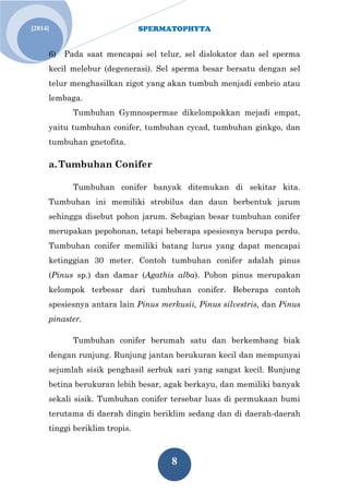 SPERMATOPHYTA
8
Jan. 1[2014]
6) Pada saat mencapai sel telur, sel dislokator dan sel sperma
kecil melebur (degenerasi). Sel sperma besar bersatu dengan sel
telur menghasilkan zigot yang akan tumbuh menjadi embrio atau
lembaga.
Tumbuhan Gymnospermae dikelompokkan mejadi empat,
yaitu tumbuhan conifer, tumbuhan cycad, tumbuhan ginkgo, dan
tumbuhan gnetofita.
a.Tumbuhan Conifer
Tumbuhan conifer banyak ditemukan di sekitar kita.
Tumbuhan ini memiliki strobilus dan daun berbentuk jarum
sehingga disebut pohon jarum. Sebagian besar tumbuhan conifer
merupakan pepohonan, tetapi beberapa spesiesnya berupa perdu.
Tumbuhan conifer memiliki batang lurus yang dapat mencapai
ketinggian 30 meter. Contoh tumbuhan conifer adalah pinus
(Pinus sp.) dan damar (Agathis alba). Pohon pinus merupakan
kelompok terbesar dari tumbuhan conifer. Beberapa contoh
spesiesnya antara lain Pinus merkusii, Pinus silvestris, dan Pinus
pinaster.
Tumbuhan conifer berumah satu dan berkembang biak
dengan runjung. Runjung jantan berukuran kecil dan mempunyai
sejumlah sisik penghasil serbuk sari yang sangat kecil. Runjung
betina berukuran lebih besar, agak berkayu, dan memiliki banyak
sekali sisik. Tumbuhan conifer tersebar luas di permukaan bumi
terutama di daerah dingin beriklim sedang dan di daerah-daerah
tinggi beriklim tropis.
 