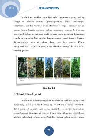SPERMATOPHYTA
9
[2014]
Tumbuhan conifer memiliki nilai ekonomis yang paling
tinggi di antara semua Gymnospermae. Pada umumnya,
tumbuhan conifer banyak dimanfaatkan sebagai sumber bahan
papan kayu lunak, sumber bahan makanan berupa biji-bijian,
penghasil bahan penyamak kulit hewan, serta penahan kekuatan
curah hujan, pengikat tanah, dan mencegah erosi tanah. Damar
dimanfaatkan sebagai bahan dasar cat dan pernis. Pinus
menghasilkan terpentin yang dimanfaatkan sebgai bahan baku
cat dan pernis.
Gambar1.1
b.Tumbuhan Cycad
Tumbuhan cycad merupakan tumbuhan berkayu yang tidak
bercabang atau sedikit bercabang. Tumbuhan cycad memiliki
daun yang lebar dan tipis serta memiliki strobilus. Tumbuhan
cycad banyak dijumpai di daerah tropis dan subtropis. Contohnya
adalah pakis haji (Cycas rumphii) dan pohon palem sagu. Pohon
 