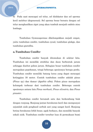 SPERMATOPHYTA 
10 
[2014] 
6) Pada saat mencapai sel telur, sel dislokator dan sel sperma kecil melebur (degenerasi). Sel sperma besar bersatu dengan sel telur menghasilkan zigot yang akan tumbuh menjadi embrio atau lembaga. Tumbuhan Gymnospermae dikelompokkan mejadi empat, yaitu tumbuhan conifer, tumbuhan cycad, tumbuhan ginkgo, dan tumbuhan gnetofita. 
a. Tumbuhan Conifer 
Tumbuhan conifer banyak ditemukan di sekitar kita. Tumbuhan ini memiliki strobilus dan daun berbentuk jarum sehingga disebut pohon jarum. Sebagian besar tumbuhan conifer merupakan pepohonan, tetapi beberapa spesiesnya berupa perdu. Tumbuhan conifer memiliki batang lurus yang dapat mencapai ketinggian 30 meter. Contoh tumbuhan conifer adalah pinus (Pinus sp.) dan damar (Agathis alba). Pohon pinus merupakan kelompok terbesar dari tumbuhan conifer. Beberapa contoh spesiesnya antara lain Pinus merkusii, Pinus silvestris, dan Pinus pinaster. 
Tumbuhan conifer berumah satu dan berkembang biak dengan runjung. Runjung jantan berukuran kecil dan mempunyai sejumlah sisik penghasil serbuk sari yang sangat kecil. Runjung betina berukuran lebih besar, agak berkayu, dan memiliki banyak sekali sisik. Tumbuhan conifer tersebar luas di permukaan bumi  