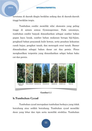 SPERMATOPHYTA 
11 
[2014] 
terutama di daerah dingin beriklim sedang dan di daerah-daerah tinggi beriklim tropis. Tumbuhan conifer memiliki nilai ekonomis yang paling tinggi di antara semua Gymnospermae. Pada umumnya, tumbuhan conifer banyak dimanfaatkan sebagai sumber bahan papan kayu lunak, sumber bahan makanan berupa biji-bijian, penghasil bahan penyamak kulit hewan, serta penahan kekuatan curah hujan, pengikat tanah, dan mencegah erosi tanah. Damar dimanfaatkan sebagai bahan dasar cat dan pernis. Pinus menghasilkan terpentin yang dimanfaatkan sebgai bahan baku cat dan pernis. 
Gambar1.1 
b. Tumbuhan Cycad 
Tumbuhan cycad merupakan tumbuhan berkayu yang tidak bercabang atau sedikit bercabang. Tumbuhan cycad memiliki daun yang lebar dan tipis serta memiliki strobilus. Tumbuhan  
