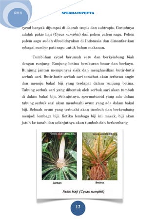 SPERMATOPHYTA 
12 
[2014] 
cycad banyak dijumpai di daerah tropis dan subtropis. Contohnya adalah pakis haji (Cycas rumphii) dan pohon palem sagu. Pohon palem sagu sudah dibudidayakan di Indonesia dan dimanfaatkan sebagai sumber pati sagu untuk bahan makanan. 
Tumbuhan cycad berumah satu dan berkembang biak dengan runjung. Runjung betina berukuran besar dan berkayu. Runjung jantan mempunyai sisik dan menghasilkan butir-butir serbuk sari. Butir-butir serbuk sari tersebut akan terbawa angin dan menuju bakal biji yang terdapat dalam runjung betina. Tabung serbuk sari yang dibentuk oleh serbuk sari akan tumbuh di dalam bakal biji. Selanjutnya, spermatozoid yang ada dalam tabung serbuk sari akan membuahi ovum yang ada dalam bakal biji. Sebuah ovum yang terbuahi akan tumbuh dan berkembang menjadi lembaga biji. Ketika lembaga biji ini masak, biji akan jatuh ke tanah dan selanjutnya akan tumbuh dan berkembang 
 