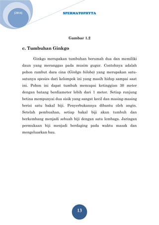 SPERMATOPHYTA 
13 
[2014] 
Gambar 1.2 c. Tumbuhan Ginkgo Ginkgo merupakan tumbuhan berumah dua dan memiliki daun yang meranggas pada musim gugur. Contohnya adalah pohon rambut dara cina (Ginkgo biloba) yang merupakan satu- satunya spesies dari kelompok ini yang masih hidup sampai saat ini. Pohon ini dapat tumbuh mencapai ketinggian 30 meter dengan batang berdiameter lebih dari 1 meter. Setiap runjung betina mempunyai dua sisik yang sangat kecil dan masing-masing berisi satu bakal biji. Penyerbukannya dibantu oleh angin. Setelah pembuahan, setiap bakal biji akan tumbuh dan berkembang menjadi sebuah biji dengan satu lembaga. Jaringan permukaan biji menjadi berdaging pada waktu masak dan mengeluarkan bau.  
