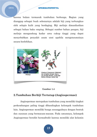 SPERMATOPHYTA 
15 
[2014] 
karena bukan termasuk tumbuhan berbunga. Bagian yang dianggap sebagai buah sebenarnya adalah biji yang terbungkus oleh selapis kulit yang berdaging. Biji melinjo dimanfaatkan sebagai bahan baku emping. Sebagai sumber bahan pangan, biji melinjo mengandung kadar urea cukup tinggi yang dapat menyebabkan penyakit asam urat apabila mengonsumsinya secara berlebihan. 
Gambar 1.4 
2. Tumbuhan Berbiji Tertutup (Angiospermae) 
Angiospermae merupakan tumbuhan yang memiliki tingkat perkembangan paling tinggi dibandingkan kelompok tumbuhan lain. Angiospermae memiliki bunga sesungguhnya dengan bentuk dan susunan yang bermacam-macam. Pada umumnya, kelompok Angiospermae bersifat hermafrodit karena memiliki alat kelamin  