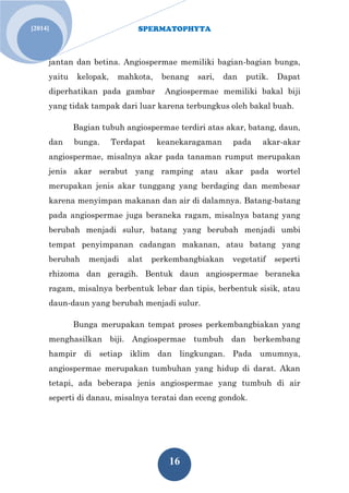 SPERMATOPHYTA 
16 
[2014] 
jantan dan betina. Angiospermae memiliki bagian-bagian bunga, yaitu kelopak, mahkota, benang sari, dan putik. Dapat diperhatikan pada gambar Angiospermae memiliki bakal biji yang tidak tampak dari luar karena terbungkus oleh bakal buah. Bagian tubuh angiospermae terdiri atas akar, batang, daun, dan bunga. Terdapat keanekaragaman pada akar-akar angiospermae, misalnya akar pada tanaman rumput merupakan jenis akar serabut yang ramping atau akar pada wortel merupakan jenis akar tunggang yang berdaging dan membesar karena menyimpan makanan dan air di dalamnya. Batang-batang pada angiospermae juga beraneka ragam, misalnya batang yang berubah menjadi sulur, batang yang berubah menjadi umbi tempat penyimpanan cadangan makanan, atau batang yang berubah menjadi alat perkembangbiakan vegetatif seperti rhizoma dan geragih. Bentuk daun angiospermae beraneka ragam, misalnya berbentuk lebar dan tipis, berbentuk sisik, atau daun-daun yang berubah menjadi sulur. Bunga merupakan tempat proses perkembangbiakan yang menghasilkan biji. Angiospermae tumbuh dan berkembang hampir di setiap iklim dan lingkungan. Pada umumnya, angiospermae merupakan tumbuhan yang hidup di darat. Akan tetapi, ada beberapa jenis angiospermae yang tumbuh di air seperti di danau, misalnya teratai dan eceng gondok.  