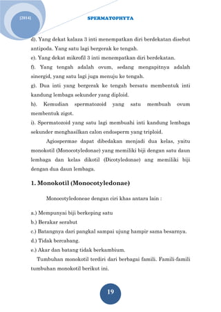SPERMATOPHYTA 
19 
[2014] 
d). Yang dekat kalaza 3 inti menempatkan diri berdekatan disebut antipoda. Yang satu lagi bergerak ke tengah. e). Yang dekat mikrofil 3 inti menempatkan diri berdekatan. f). Yang tengah adalah ovum, sedang mengapitnya adalah sinergid, yang satu lagi juga menuju ke tengah. g). Dua inti yang bergerak ke tengah bersatu membentuk inti kandung lembaga sekunder yang diploid. h). Kemudian spermatozoid yang satu membuah ovum membentuk zigot. i). Spermatozoid yang satu lagi membuahi inti kandung lembaga sekunder menghasilkan calon endosperm yang triploid. Agiospermae dapat dibedakan menjadi dua kelas, yaitu monokotil (Monocotyledonae) yang memiliki biji dengan satu daun lembaga dan kelas dikotil (Dicotyledonae) ang memiliki biji dengan dua daun lembaga. 
1. Monokotil (Monocotyledonae) 
Monocotyledoneae dengan ciri khas antara lain : a.) Mempunyai biji berkeping satu b.) Berakar serabut c.) Batangnya dari pangkal sampai ujung hampir sama besarnya. d.) Tidak bercabang. e.) Akar dan batang tidak berkambium. 
Tumbuhan monokotil terdiri dari berbagai famili. Famili-famili tumbuhan monokotil berikut ini.  