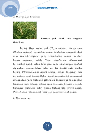 SPERMATOPHYTA 
20 
[2014] 
a) Poaceae atau Graminae 
Gambar padi salah satu anggota Graminae Jagung (Zay mays), padi (Oryza sativa), dan gandum (Tritium sativum) merupakan contoh tumbuhan monokotil dari suku rumput-rumputan yang dimanfaatkan sebagai sumber bahan makanan pokok. Tebu (Saccharum officinarum) bermanfaat untuk bahan baku gula, serta (Andropagon nordus) digunakan sebagai bahan baku tali dan tekstil serta bambu betung (Dendrocalamus asper) sebagai bahan bangunan dan perabotan rumah tangga. Suku rumput-rumputan ini mempunyai ciri-ciri daun yang berbentuk pita, tulan daun sejajar dan melekat langsung pada batang, batang agak berongga, berakar serabut, bunganya berbentuk bulir, mudah terbang jika tertiup angin. Penyerbukan suku rumput-rumputan ini di bantu oleh angin. 
b) Zingiberaceae  