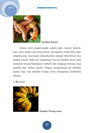 SPERMATOPHYTA 
21 
[2014] 
Gambar Kunyit Semua jenis empon-empon seperti jahe, kunyit, kencur, laos, temu lawak, dan temu hitam, merupakan contoh dari suku zingiberaceae yang dapat dimanfaatkan sebagai obat-obatan dan bumbu masak. Suku ini mempunyai ciri-ciri pelepah daun yang memeluk batang-batangnya tumbuh dari rimpang (batang yang tumbuh dari dalam tanah), bungan mengandung sel kelamin jantan dan sela kelamin betina serta kelopaknya berbentuk tabung. c) Musaceae 
Gambar Pisang emas  