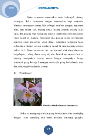 SPERMATOPHYTA 
22 
[2014] 
Suku musaceae merupakan suku kelompok pisang- pisangan. Suku musaceae sangat bermanfaat bagi manusia. Manfaat musaceae antara lain sebagai sumber pangan, tanaman hias, dan bahan tali. Pisang emas, pisang ambon, pisang kulit tipis, dan pisang raja merupaka contoh tumbuhan suku musaceae yang dapat di makan. Sementar itu, pisang kipas merupakan anggota suku musaceae yang dapat dijadikan tanaman hias, sedangkan pisang merica seratnya dapat di manfaatkan sebagai bahan tali. Suku musaceae ini mempunyai ciri daun-daunnya berpelepah, tulang daun menyirip dan bentuknya seperti lancet, batang merupakan batang semu, bunga merupakan bunga majemuk yang berupa karangan serta ada yang berkelamin satu dan ada yang berkelamin jantan. d) Orchidaceae 
Gambar Orchidaceae-Venezuela 
Suku ini mempunyai daun yang bertepi rata dan berdaging dengan letak berseling dua baris, berakar rimpang, pangkal  