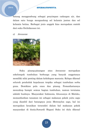 SPERMATOPHYTA 
23 
[2014] 
batang menggembung sebagai penyimpan cadangan air, dan dalam satu bunga mengandung sel kelamin jantan dan sel kelamin betina. Berbagai jenis anggek hias merupakan contoh dari suku Orchidaceace ini. 
e) Arecaceae 
Suku pinang-pinangan atau Arecaceae merupakan sekelompok tumbuhan berbunga yang banyak anggotanya memiliki nilai penting dalam kehidupan manusia. Kelapa dikenal seluruh penduduk kepulauan tropika sebagai tumbuhan serba guna. Demikian pula enau dan pinang. Pemanfaatannya mencakup hampir semua bagian tumbuhan, namun terutama adalah buahnya. Masyarakat Indonesia, khususnya di Maluku, memanfaatkan tanaman ini sebagai makanan pokok yaitu sagu yang diambil dari batangnya jenis Metroxylon sago, hal ini merupakan keunikan tersendiri dalam hal makanan pokok masyarakat di dunia.Suwardi Hagani Suku ini dulu dikenal  