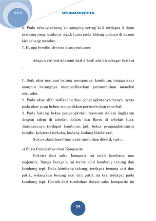 SPERMATOPHYTA 
25 
[2014] 
6. Pada cabang-cabang ke samping sering kali terdapat 2 daun pertama yang letaknya tegak lurus pada bidang median di kanan kiri cabang tersebut. 7. Bunga bersifat di-tetra atau pentamer. Adapun ciri-ciri anatomi dari dikotil adalah sebagai berikut : 1. Baik akar maupun batang mempunyai kambium, hingga akar maupun batangnya memperlihatkan pertumbuhan menebal sekunder. 2. Pada akar sifat radikal berkas pengangkutanya hanya nyata pada akar yang belum mengadakan pertumbuhan menebal. 3. Pada batang bekas pengangkutan tersusun dalam lingkaran dengan xilem di sebelah dalam dan floem di sebelah luar, diantarannya terdapat kambium, jadi bekas pengangkutannya bersifat kolateral terbuka, kadang-kadang bikolateral. Suku-suku/filum-filum pada tumbuhan dikotil, yaitu : 
a) Suku Compositae atau Komposite 
Ciri-ciri dari suku komposit ini ialah kembang nan majemuk. Bunga beragam ini terdiri dari kembang tabung dan kembang tepi. Pada kembang tabung, terdapat benang sari dan putik, sedangkan benang sari dan putik ini tak terdapat pada kembang tepi. Contoh dari tumbuhan dalam suku komposite ini  