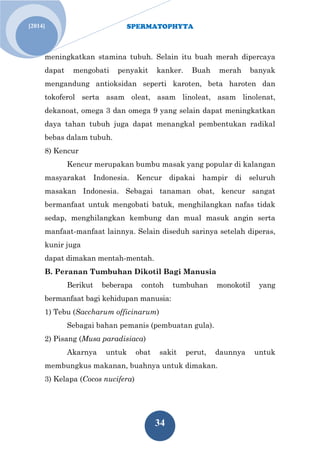 SPERMATOPHYTA 
34 
[2014] 
meningkatkan stamina tubuh. Selain itu buah merah dipercaya dapat mengobati penyakit kanker. Buah merah banyak mengandung antioksidan seperti karoten, beta haroten dan tokoferol serta asam oleat, asam linoleat, asam linolenat, dekanoat, omega 3 dan omega 9 yang selain dapat meningkatkan daya tahan tubuh juga dapat menangkal pembentukan radikal bebas dalam tubuh. 
8) Kencur 
Kencur merupakan bumbu masak yang popular di kalangan masyarakat Indonesia. Kencur dipakai hampir di seluruh masakan Indonesia. Sebagai tanaman obat, kencur sangat bermanfaat untuk mengobati batuk, menghilangkan nafas tidak sedap, menghilangkan kembung dan mual masuk angin serta manfaat-manfaat lainnya. Selain diseduh sarinya setelah diperas, kunir juga dapat dimakan mentah-mentah. 
B. Peranan Tumbuhan Dikotil Bagi Manusia 
Berikut beberapa contoh tumbuhan monokotil yang bermanfaat bagi kehidupan manusia: 
1) Tebu (Saccharum officinarum) 
Sebagai bahan pemanis (pembuatan gula). 
2) Pisang (Musa paradisiaca) 
Akarnya untuk obat sakit perut, daunnya untuk membungkus makanan, buahnya untuk dimakan. 
3) Kelapa (Cocos nucifera)  