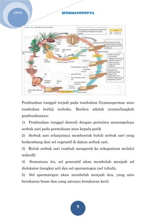 SPERMATOPHYTA 
9 
[2014] 
Pembuahan tunggal terjadi pada tumbuhan Gymnospermae atau tumbuhan berbiji terbuka. Berikut adalah urutan/langkah pembuahannya: 1) Pembuahan tunggal diawali dengan peristiwa menempelnya serbuk sari pada permukaan atau kepala putik 2) Serbuk sari selanjutnya membentuk buluh serbuk sari yang berkembang dari sel vegetatif di dalam serbuk sari. 3) Buluh serbuk sari tumbuh mengarah ke arkegonium melalui mikrofil. 4) Sementara itu, sel generatif akan membelah menjadi sel dislokator (tangkai sel) dan sel spermatogen (sel tubuh), 5) Sel spermatogen akan membelah menjadi dua, yang satu berukuran besar dan yang satunya berukuran kecil.  