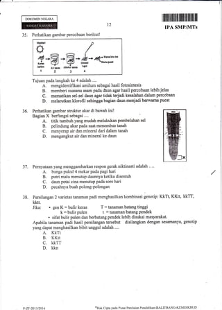 DOKUMENNEGARA
t2
ilflilu til flffillll lilllll llll fiil llil llll
IPA SMP/1VITs
35. Perhatikan gambar percobaan berikut!
Miltfiui
.J?
il.Y
V
@{
Karis
karbon
1
/
*@*B *#r*,,q.m:*
li, pn , emott't Puno lugol
234
Tujuan pada langkah ke 4 adalah ....
"
A. mengidentifikasi amilum sebagai hasil fotosintesis
B. memberi suasana asam pada dhun agar hasil percobaan lebih jelas
C. mematikan sel-sel daun agar tidak terjadi kesalahan dalam percobaan
D. melarutkan klorofil sehingga bagian daun menjadi berwarna pucat
36. Perhatikan gambar struktur akar di bawah ini!
Bagian X berfungsi sebagai ....
A. titik tumbuh yang mudah melakukan pembelahan sel
B. pelindung akar pada saat menembus tanah
C. menyerap air dan mineral dari dalam tanah
D. mengangkut air dan mineral ke daun
Pernyataan yang menggambarkan respon gerak niktinasti adalah .. '.
A. bunga pukul4 mekar pada pagi hari
B. putri malu menutup daunnya ketika disentuh
C. daun petai cina menutup pada sore hari
D. pecahnya buah polong-polongan
Persilangan 2varietastanaman padi menghasilkan kombinasi genotip: KkTt, KKtt, kkTT,
kktr.
Jika: . gen K: bulir keras
k: bulir pulen
. sifat bulir pulen dan berbatang pendek lebih disukai masyarakat.
Apabila tanaman padi hasil persilangan tersebut disilangkan dengan sesamanya, genotip
yang dapat menghasilkan bibit unggul adalah ....
A. KKTt
B. KKtt
C. KKTT
D. kktt
37.
38.
T: tanaman batang tinggi
t : tanaman batang pendek
P-ZF-2013/2014
oHak Cipta pacla Pusat Penilaian Pendiclikal-BALITBAN0'KEMDIKBt.ID
 