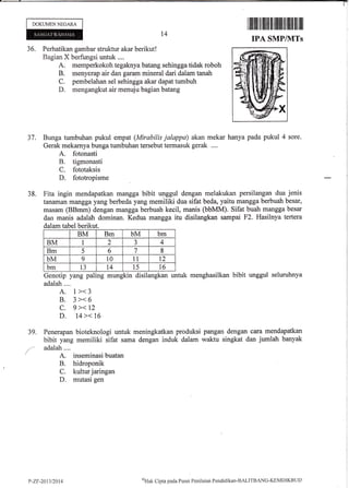DOKUMENNEGARA
36. Perhatikan gambar struktur akar berikut!
Bagian X berfungsi untuk....
A. memperkokoh tegaknya batang sehingga tidak roboh
B. menyerap air dan garury mineral dari dalam tanah
C. pembelahan sel sehingga akar dapat tumbuh
D. mengangkut air menuju bagian batang
t4
TPA SMP/MTs
37. Bunga tumbuhan pukul empat (Mirabilis jalappa) akan mekar hanya pada pukul 4 sore.
Gerak mekarnya bunga tumbuhan tersebut termasuk gerak ....
A. fotonasti
B. tigmonasti
C. fototaksis
D. fototropism
38. Fita ingin mendapatkan mangga bibit qggul dengan melakukan persilangan dua jenis
tanaman mangga yang berbeda yang memiliki dua sifat beda, yaitu mangga berbuah besar,
masam (BBmm) dengan mangga berbuah kecil, nranis (bbMM). Sifat buah mangga besar
dan manis adalah dominan. Kedua mangga itu disilangkan sampai F2. Hasilnya tertera
dalam tabel berikut.
39.
Genotip yang paling mungkin disilangkan untuk
adalah ,...
A. 1><3
B. 3 ><6
c. 9><12
D. t4>< 16
Penerapan bioteknologi untuk meningkatkan produksi
bibit yang memiliki sifat sama dengan indtrk dalam
adalah ....
A. inseminasi buatan
B. hidroponik
C. kultur jaringan
D. mutasi gen
menghasilkan bibit unggul seluruhnya
pangan dengan cara mendapatkan
waktu singkat dan jumlah banyak
BM Bm bM bm
BM I 2 J 4
Bm 5 6 7 8
bM 9 10 t1 t2
bm 13 T4 t5 l6
P-ZF-2t1312014
o'Htrk
Clipta pada Pusat Peniltrian Pendklikarn-BALITBANG-KEMDIKBLTD
 