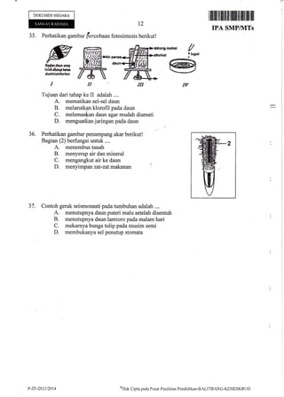 DOKUMENNEGARA
t2
l il]ilil illllilllilililril{t[lilrililtlril
IPA SMP/NITs
35, Perhatikan gambar fercobaan fotosintesis berikut!
ffi ffi**tlg*rar1rcs |:Eti--'f':1
TffiMffi
Tujuap dari tahap ke II adalah ....
A. mematikan sel-sel daun
B. melarutkan klorofil pada daunI
C. melemas{<an daun agar mudah diamati
D. menguatkbn jaringan pada daun
Perhatikan gambar penulmpang akar berikut!
Bagian (2) berftrngsi untuk ....
A. menembus tanah
B. menyerap air dan mineral
C. mengangkut air ke daun
D. *"rryi*lun zat-zalmakanan (
37. Contoh gerak seisrnonasti pada tumbuhan adalah ....
A. menutupnya daun puteri malu setelah disentuh
B. menutupnya daun lamtoro pada malam hari
C. mekarnya bunga tulip pada musim semi
D. membukanya sel penutup stomata
36.
P-Zr-2013t2014 ulUat
Cipta pada Pustrt Penilrrian PenrJiclikan-BALITBANG-KEMDIKBt Jt)
IT
 