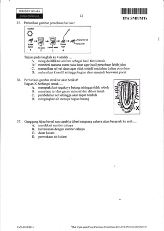 DOKUMENNEGARA
t2
flililt til fiffit il til]ilil tilil ilil til
IPA SMPIN{Ts
35. Perhatikan gambar percobaan berikut!
Matrlwi
#/
ffi-F-;H" dr*q.HJ:-
Tujuan pada langkah ke 4 adalah ....
A. mengidentifikasi arnilum sebagai hasil fotosintesis
Bj" memberi suasana asam pada daun agar hasil percobaan lebih jelas
C. mematikan sel-sel daun agar tidak terjadi kesalahan dalam percobaan
D. melarutkan klorofil sehingga bagian daun menjadi berwarna pucat
36. Perhatikan gambar struktur akar berikut!
Bagian X berfungsi untuk ....
A. memperkokoh tegaknya batang sehingga tidak roboh
B. menyerap air dan garam mineral dari dalam tanah
C. pembelahan sel sehingga akar dapat tumbuh
D. mengangkut air menuju bagian batang
37. Ganggang hijau bersel satu apabila diberi rangsang cahaya akan bergerak ke arah ....
A. mendekati sumber cahaya
B. berlawanan dengan sumber cahaya
Cl dasar kolam
D. permukaan air kolam
P-Zr-2013t2014 oUat Clpta pada Pusat Pcnilaian Pendidikan-BALITBANC-KEMDIKBt-lD
 