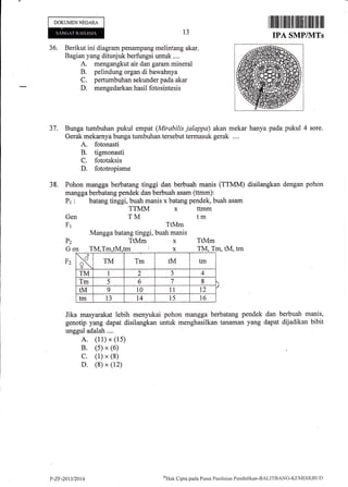 DOKUMENNEGARA
36. Berikut ini diagram penampang melintang akar.
Bagian yang ditunjuk berfungsi untuk ....
A. mengangkut air dan garam mineral
B. pelindung organ di bawahnya
C. pertumbuhan sekunder pada akar
D. mengedarkan hasil fotosintesis
13
tm
Pz
Ge
Fz
TM, Trn, tM, tm
Jika masyarakat lebih menyukai pohon mangga berbatang pendek dan berbuah manis,
genotip yang dapat disilangkan untuk menghasilkan tanaman yang dapat dijadikan bibit
unggul adalah....
A. (11) x (1s)
B. (s) x (6)
c. (1) x (8)
D. (8) x (12)
Gen
Fr
TM
TtMm
Mangga batang tinggi, buah manis
I tililililil flililil |ffiili ilil tlllt til ilil
IPA SMP/VITs
37, Bunga tumbuhan pukul empat (Itlirabilis jalappo) akan mekar hanya pada pukul 4 sore.
Gerak mekarnya bunga tumbuhan tersebut termasuk gerak ....
A. fotonasti
B. tigmonasti
C. fototaksis
D. fototropisme
38. Pohon mangga berbatang tinggi dan berbuah manis (TTMM) disilangkan dengan pohon
mangga berbatang pendek dan berbuah asam (ttmm):
Pr : batang tinggi, buah manis x batang pendek, buah asam
TTMM x ttmm
TtMm x TtMm
tmtM x
x TM Tm tM tm
TM 2 J 4
Tm 5 6 7 8
tM 9 10 11 T2
tm 13 l4 15 t6
P-Zr-20t3t2014
u'Tlat
C:ipta pacla I'usat Penilrriirn Pcndklikan-BAI-ITBANG-KIIN'lDIKBt.lt)
 