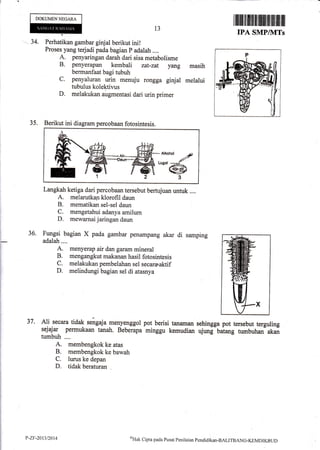 DOKUMENNEGARA
--- 34. Perhatikan gambar ginjal berikut ini!
Proses yang tedadi pada bagian p adalah ....
A. penyaringan daruhdari sisa metabolisme
B. penyerapan kembali zat-zat yang
bermanfaat bagi tubuh
C. penyaluran urin menuju rongga ginjal
tubulus kolektivus
D. melakukan augmentasi dari urin primer
13
Iffiililfilililffiillffiflilffiffi
IPA SMPllVfTs
masih
melalui
36.
35. Berikut ini diagram percobaan fotosintesis.
Langkah ketiga dari percobaan tersebut bertujuan untuk ....
A. melarutkan klorofil daun
B. mematikan sel-sel daun
C. mengetahui adanyaamilum
D. mewarnai jaringan daun
Fungsi bagian X pada gambar penampang akar di samping
adalah....
A. menyerap air dan garam mineral
B. mengangkut makanan hasil fotosintesis
C. melakukan pembelahan sel secararaktif
D. melindungi bagian sel di atasnya
Ali secara tidak sengaja rnenyenggol pot berisi tanaman
sejajar permukaan tanah. Beberapa minggu kernudian
tumbuh ....
A. membengkok ke atas
B. membengkok ke bawah
C. lwus ke depan
D. tidak beraturan
37, sehingga pot tersebut terguling
ujung batang tumbuhan akan
P-ZF-2013t2014 nrHak
Clipta pacla Pusat Pcnilaitrn pendklikan-BALITBANG-KEMDIKBtJD
 