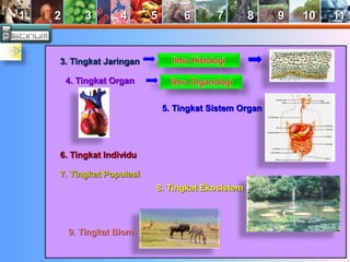 1 2 3 4 5 6 7 8 9 10 11 
Ilmu Histologi 
Ilmu Organologi 
3. Tingkat Jaringan 
4. Tingkat Organ 
5. Tingkat Sistem Organ 
6. Tingkat Individu 
7. Tingkat Populasi 
8. Tingkat Ekosistem 
9. Tingkat Biom 
 