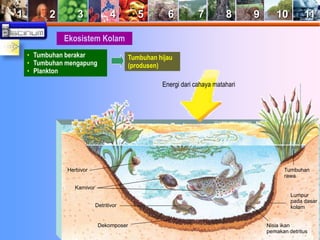 1 2 3 4 5 6 7 8 9 10 11 
Ekosistem Kolam 
Energi dari cahaya matahari 
• Tumbuhan berakar 
• Tumbuhan mengapung 
• Plankton 
Tumbuhan hijau 
(produsen) 
Herbivor 
Karnivor 
Detritivor 
Tumbuhan 
rawa 
Dekomposer Nisia ikan 
Lumpur 
pada dasar 
kolam 
pemakan detritus 
 