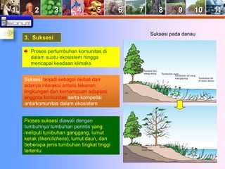 1 2 3 4 5 6 7 8 9 10 11 
3. Suksesi 
Proses pertumbuhan komunitas di 
dalam suatu ekosistem hingga 
mencapai keadaan klimaks 
Suksesi terjadi sebagai akibat dari 
adanya interaksi antara tekanan 
lingkungan dan kemampuan adaptasi 
anggota komunitas serta kompetisi 
antarkomunitas dalam ekosistem 
Proses suksesi diawali dengan 
tumbuhnya tumbuhan perintis yang 
meliputi tumbuhan ganggang, lumut 
kerak (liken/lichens), lumut daun, dan 
beberapa jenis tumbuhan tingkat tinggi 
tertentu 
Suksesi pada danau 
 