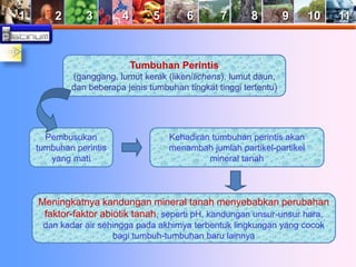 1 2 3 4 5 6 7 8 9 10 11 
Tumbuhan Perintis 
(ganggang, lumut kerak (liken/lichens), lumut daun, 
dan beberapa jenis tumbuhan tingkat tinggi tertentu) 
Kehadiran tumbuhan perintis akan 
menambah jumlah partikel-partikel 
mineral tanah 
Meningkatnya kandungan mineral tanah menyebabkan perubahan 
faktor-faktor abiotik tanah, seperti pH, kandungan unsur-unsur hara, 
dan kadar air sehingga pada akhirnya terbentuk lingkungan yang cocok 
bagi tumbuh-tumbuhan baru lainnya 
Pembusukan 
tumbuhan perintis 
yang mati 
 