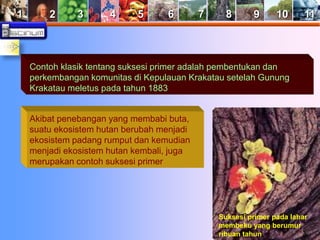 1 2 3 4 5 6 7 8 9 10 11 
Contoh klasik tentang suksesi primer adalah pembentukan dan 
perkembangan komunitas di Kepulauan Krakatau setelah Gunung 
Krakatau meletus pada tahun 1883 
Suksesi primer pada lahar 
membeku yang berumur 
ribuan tahun 
Akibat penebangan yang membabi buta, 
suatu ekosistem hutan berubah menjadi 
ekosistem padang rumput dan kemudian 
menjadi ekosistem hutan kembali, juga 
merupakan contoh suksesi primer 
 