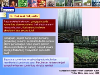 1 2 3 4 5 6 7 8 9 10 11 
b. Suksesi Sekunder 
Pada suksesi sekunder, gangguan pada 
komunitas atau ekosistem, baik secara alami 
maupun buatan, tidak memusnahkan 
ekosistem asal secara total 
Suksesi sekunder setelah kebakaran hutan 
Yellow Stone pada tahun 1988 
Gangguan, seperti banjir, angin kencang, 
gelombang tsunami, kebakaran hutan secara 
alami, penebangan hutan secara selektif, 
ataupun pembakaran padang rumput secara 
sengaja terkadang menyisakan komunitas 
awal 
Sisa-sisa komunitas tersebut dapat tumbuh dan 
membentuk komunitas baru. Perubahan itu terus terjadi 
sampai terbentuk komunitas klimaks kembali 
 