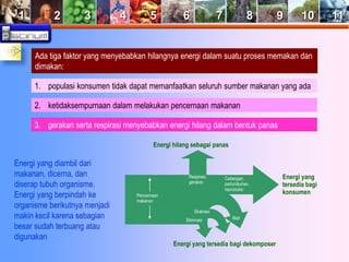 1 2 3 4 5 6 7 8 9 10 11 
Ada tiga faktor yang menyebabkan hilangnya energi dalam suatu proses memakan dan 
dimakan: 
1. populasi konsumen tidak dapat memanfaatkan seluruh sumber makanan yang ada 
2. ketidaksempurnaan dalam melakukan pencernaan makanan 
3. gerakan serta respirasi menyebabkan energi hilang dalam bentuk panas 
Energi yang diambil dari 
makanan, dicerna, dan 
diserap tubuh organisme. 
Energi yang berpindah ke 
organisme berikutnya menjadi 
makin kecil karena sebagian 
besar sudah terbuang atau 
digunakan 
Pencernaan 
makanan 
Respirasi, 
gerakan 
Cadangan, 
pertumbuhan, 
reproduksi 
Ekskresi 
Eliminasi 
Mati 
Energi yang tersedia bagi dekomposer 
Energi yang 
tersedia bagi 
konsumen 
Energi hilang sebagai panas 
 