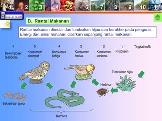 1 2 3 4 5 6 7 8 9 10 11 
D. Rantai Makanan 
Rantai makanan dimulai dari tumbuhan hijau dan berakhir pada pengurai. 
Energi dari sinar matahari dialirkan sepanjang rantai makanan 
Tingkat trofik 
1 
Produsen 
Tumbuhan hijau 
2 
Konsumen 
pertama 
Herbivor 
6 5 4 3 
Konsumen 
kedua 
Konsumen 
ketiga 
Konsumen 
keempat 
Dekomposer 
(pengurai) 
Karnivor 
Bakteri dan jamur 
 