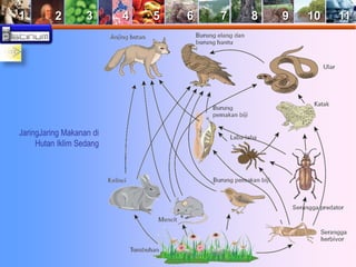 1 2 3 4 5 6 7 8 9 10 11 
JaringJaring Makanan di 
Hutan Iklim Sedang 
 