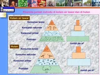 1 2 3 4 5 6 7 8 9 10 11 
Piramida jumlah individu di kolam air tawar dan di hutan 
Kolam air tawar 
Konsumen tersier 
Konsumen sekunder 
Konsumen primer 
Produsen 
Jumlah per m2 
Hutan 
Jumlah per m2 
Konsumen tersier 
Konsumen sekunder 
Konsumen primer 
Produsen 
 