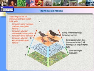 1 2 3 4 5 6 7 8 9 10 11 
Piramida Biomassa 
Angka-angka di sisi kiri 
menunjukkan tingkat-tingkat 
trofik, yaitu 
1 
2 
3 
4 
Burung pemakan serangga 
(konsumen karnivor) 
Serangga pemakan daun 
(konsumen herbivor) 1-4 
menunjukkan tingkat-tingkat 
trofik 
Daun-daun hijau 
(produsen) 
• konsumen primer memakan 
produsen; merupakan 
herbivor 
• konsumen sekunder 
memakan konsumen primer 
• konsumen tersier memakan 
konsumen sekunder; 
keduanya merupakan 
karnivor 
 