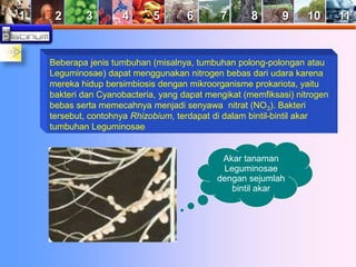 1 2 3 4 5 6 7 8 9 10 11 
Beberapa jenis tumbuhan (misalnya, tumbuhan polong-polongan atau 
Leguminosae) dapat menggunakan nitrogen bebas dari udara karena 
mereka hidup bersimbiosis dengan mikroorganisme prokariota, yaitu 
bakteri dan Cyanobacteria, yang dapat mengikat (memfiksasi) nitrogen 
bebas serta memecahnya menjadi senyawa nitrat (NO3). Bakteri 
tersebut, contohnya Rhizobium, terdapat di dalam bintil-bintil akar 
tumbuhan Leguminosae 
Akar tanaman 
Leguminosae 
dengan sejumlah 
bintil akar 
 