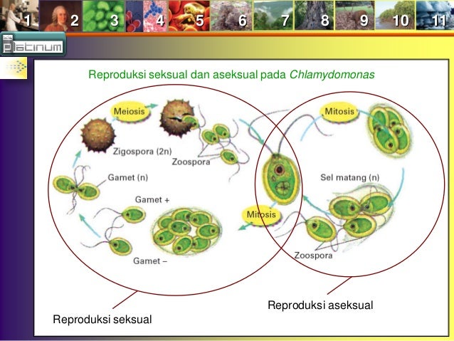 Buku x bab 5 Protista Buku x bab 5 Protista