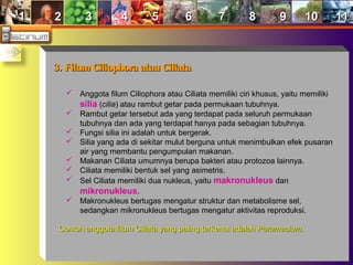 11 22 33 44 55 66 77 88 99 1010 1111
3. Filum Ciliophora atau Ciliata3. Filum Ciliophora atau Ciliata
 Anggota filum Ciliophora atau Ciliata memiliki ciri khusus, yaitu memiliki
silia (cilia) atau rambut getar pada permukaan tubuhnya.
 Rambut getar tersebut ada yang terdapat pada seluruh permukaan
tubuhnya dan ada yang terdapat hanya pada sebagian tubuhnya.
 Fungsi silia ini adalah untuk bergerak.
 Silia yang ada di sekitar mulut berguna untuk menimbulkan efek pusaran
air yang membantu pengumpulan makanan.
 Makanan Ciliata umumnya berupa bakteri atau protozoa lainnya.
 Ciliata memiliki bentuk sel yang asimetris.
 Sel Ciliata memiliki dua nukleus, yaitu makronukleus dan
mikronukleus.
 Makronukleus bertugas mengatur struktur dan metabolisme sel,
sedangkan mikronukleus bertugas mengatur aktivitas reproduksi.
Contoh anggota filum Ciliata yang paling terkenal adalahContoh anggota filum Ciliata yang paling terkenal adalah ParameciumParamecium..
 