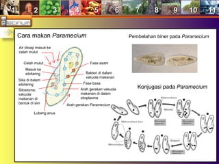 11 22 33 44 55 66 77 88 99 1010 1111
Cara makan Paramecium
Air diisap masuk ke
celah mulut
Celah mulut
Masuk ke
sitofaring
Silia di dalam
sitofaring
Sitostoma;
vakuola
makanan di
bentuk di sini
Lubang anus
Pembelahan biner pada Paramecium
Konjugasi pada Paramecium
Arah gerakan Paramecium
Arah gerakan vakuola
makanan di dalam
sitoplasma
Fase basa
Bakteri di dalam
vakuola makanan
Fase asam
 