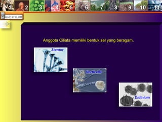 11 22 33 44 55 66 77 88 99 1010 1111
Anggota Ciliata memiliki bentuk sel yang beragam.
 