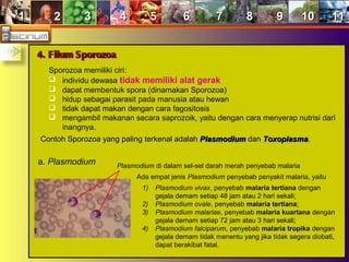 11 22 33 44 55 66 77 88 99 1010 1111
4. Filum Sporozoa4. Filum Sporozoa
Sporozoa memiliki ciri:
 individu dewasa tidak memiliki alat gerak
 dapat membentuk spora (dinamakan Sporozoa)
 hidup sebagai parasit pada manusia atau hewan
 tidak dapat makan dengan cara fagositosis
 mengambil makanan secara saprozoik, yaitu dengan cara menyerap nutrisi dari
inangnya.
Contoh Sporozoa yang palingContoh Sporozoa yang paling terkenal adalahterkenal adalah PlasmodiumPlasmodium dandan ToxoplasmaToxoplasma..
a. Plasmodium Plasmodium di dalam sel-sel darah merah penyebab malaria
Ada empat jenis Plasmodium penyebab penyakit malaria, yaitu
1) Plasmodium vivax, penyebab malaria tertiana dengan
gejala demam setiap 48 jam atau 2 hari sekali;
2) Plasmodium ovale, penyebab malaria tertiana;
3) Plasmodium malariae, penyebab malaria kuartana dengan
gejala demam setiap 72 jam atau 3 hari sekali;
4) Plasmodium falciparum, penyebab malaria tropika dengan
gejala demam tidak menentu yang jika tidak segera diobati,
dapat berakibat fatal.
 