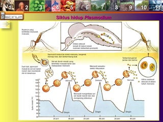 11 22 33 44 55 66 77 88 99 1010 1111
Siklus hidupSiklus hidup PlasmodiumPlasmodium
 