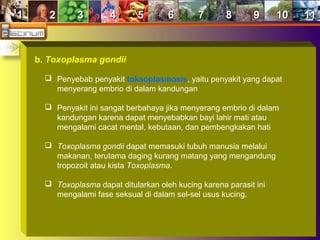 11 22 33 44 55 66 77 88 99 1010 1111
b. Toxoplasma gondii
 Penyebab penyakit toksoplasmosis, yaitu penyakit yang dapat
menyerang embrio di dalam kandungan
 Penyakit ini sangat berbahaya jika menyerang embrio di dalam
kandungan karena dapat menyebabkan bayi lahir mati atau
mengalami cacat mental, kebutaan, dan pembengkakan hati
 Toxoplasma gondii dapat memasuki tubuh manusia melalui
makanan, terutama daging kurang matang yang mengandung
tropozoit atau kista Toxoplasma.
 Toxoplasma dapat ditularkan oleh kucing karena parasit ini
mengalami fase seksual di dalam sel-sel usus kucing.
 