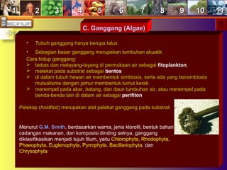 11 22 33 44 55 66 77 88 99 1010 1111
C. Ganggang (Algae)C. Ganggang (Algae)
• Tubuh ganggang hanya berupa talus
• Sebagian besar ganggang merupakan tumbuhan akuatik
Cara hidup ganggang:
 bebas dan melayang-layang di permukaan air sebagai fitoplankton,
 melekat pada substrat sebagai bentos
 di dalam tubuh hewan air membentuk simbiosis, serta ada yang bersimbiosis
mutualisme dengan jamur membentuk lumut kerak
 menempel pada akar, batang, dan daun tumbuhan air, atau menempel pada
benda-benda lain di dalam air sebagai perifiton
Pelekap (holdfast) merupakan alat pelekat ganggang pada substrat.
Menurut G.M. Smith, berdasarkan warna, jenis klorofil, bentuk bahan
cadangan makanan, dan komposisi dinding selnya, ganggang
diklasifikasikan menjadi tujuh filum, yaitu Chlorophyta, Rhodophyta,
Phaeophyta, Euglenophyta, Pyrrophyta, Bacillariophyta, dan
Chrysophyta
 