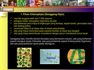 11 22 33 44 55 66 77 88 99 1010 1111
1. Filum Chlorophyta (Ganggang Hijau)1. Filum Chlorophyta (Ganggang Hijau)
 memiliki anggota lebih dari 7.000 spesies
 sebagian besar merupakan organisme akuatik
 ada beberapa jenis hidup di lingkungan yang lembap, seperti tanah, permukaan batu,
dan batang pohon
 umumnya hidup di air tawar atau di tanah yang lembap
 ada yang hidup menempel pada substrat berbatu di dasar laut dangkal
 ada yang hidup bersimbiosis mutualisme dengan jamur membentuk lumut kerak
Ganggang hijau memiliki bentuk kloroplas yang bermacam-macam, ada yang berbentuk
seperti mangkuk (pada Chlorella), ada yang berbentuk seperti bintang (pada Zygnema),
dan ada yang berbentuk spiral (pada Spirogyra)
Chlorella
Zygnema
Spirogyra
 